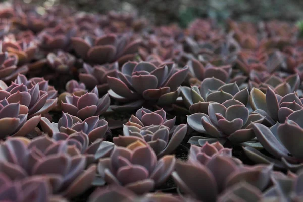 Plantas Casa Jardim Suculento — Fotografia de Stock