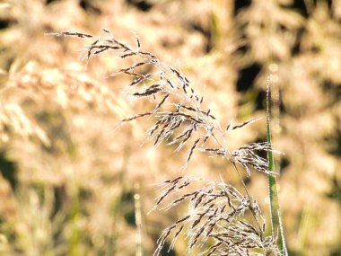 Reed Ot 'un Macro' su ile Sabah Çiyi Damlacıkları Bir Yaz Sabahında Güneşi Yansıtırken Arka planda Daha Çok Reed Çimeni Bulanık