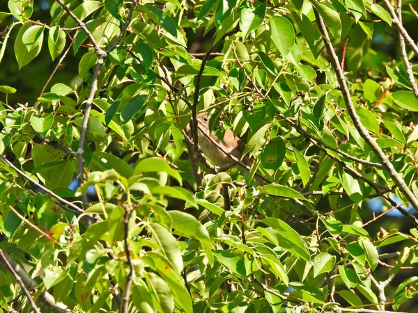 陽射しが差し込む美しい夏の日に緑の葉で埋め尽くされた木の中に鳥が隠れていた家 — ストック写真