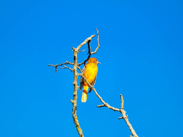 Baltimore Oriole Bird Perched at Top of Tree Branches Showing Bright Orange Feathers Against Stunning Clear Blue Sky