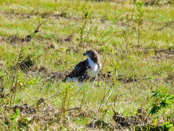 Yırtıcı Yırtıcı Yırtıcı Kuş Kırmızı Kuyruklu Şahin Kuşu Bir Çayır — Stok fotoğraf