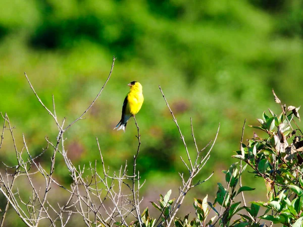 黄色と黒の羽の彼の繁殖色を示す草原でブッシュステムの上に倒れた男性のアメリカのGoldfinch鳥 — ストック写真