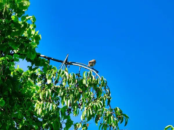Oiseau Moineau Trouve Sur Branche Supérieure Arbre Avec Ciel Bleu — Photo
