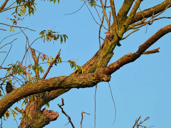 Oiseau Étourneau Européen Juvénile Perché Haut Dans Une Branche Arbre — Photo