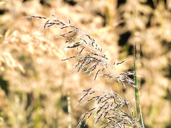 Reed Ot 'un Macro' su ile Sabah Çiyi Damlacıkları Bir Yaz Sabahında Güneşi Yansıtırken Arka planda Daha Çok Reed Çimeni Bulanık