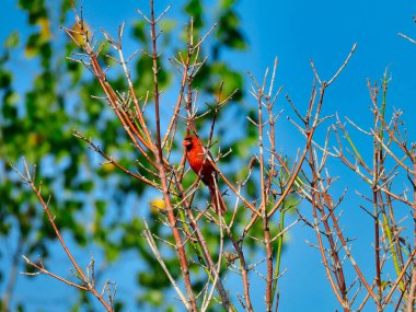 Güneşli bir günde, Arkaplanda Yeşil Yapraklar ve Mavi Gökyüzü ile Çıplak Ağaç Dalları Arasında tünemiş Kızıl Kuzey Kardinal Kuşu Parlak Kırmızı Tüyleri ve Gagasıyla