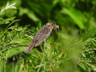 Kırmızı Kanatlı Karatavuk Ağızda Böcekle Tuğlaya Tüymüş Yeşil Yeşilliklerle Genç Kuşları Beslemek İçin Bekliyor