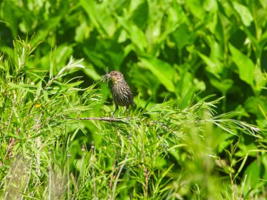 Kırmızı Kanatlı Karatavuk Dişi Kuş Ağızda Böcekle Parlak Güneş Işığında Yeşil Köke tünemiş