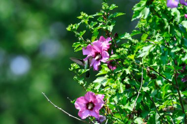 Yakut Boğazlı Sinek Kuşu Hibiscus Çiçeği Çiçeği Toplama Nektarında Uçuyor