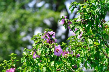 Mor başlıklı Ruby-Throated Hummingbird Çiçek İçen Nektar Güneşli bir yaz gününde