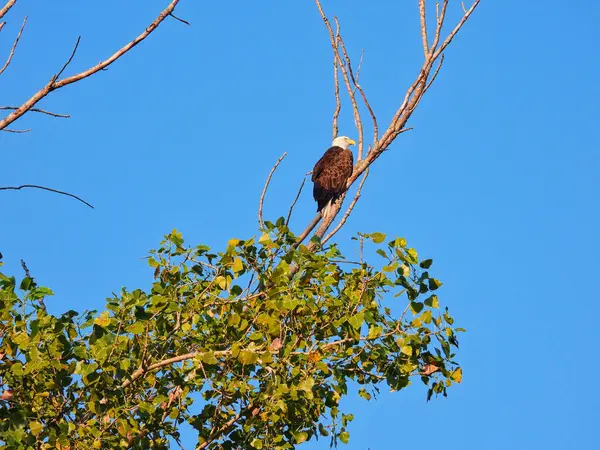 Águila Calva Pájaro Presa Aferra Una Rama Árbol Desnudo Cazando — Foto de Stock