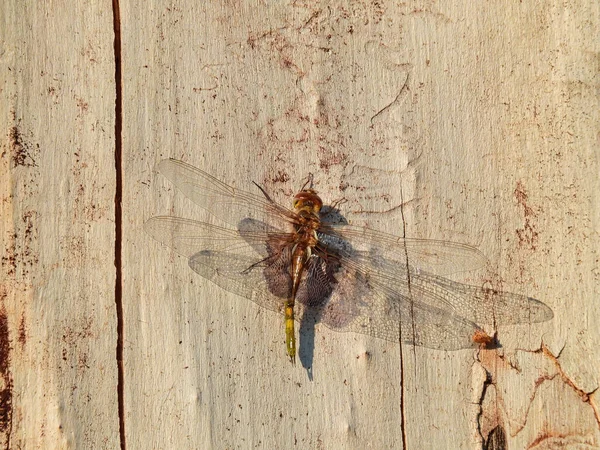 Svart Sadelväska Dragonfly Klänger Sig Fast Vid Sidan Ett Trädäck — Stockfoto