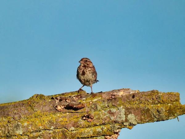 Oiseau Solitaire Moineau Chanteur Perché Sur Une Branche Épaisse Arbre — Photo