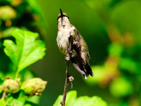 Ein Junger Rubinroter Kolibri Zeigt Rote Federn Hals Während Einem — Stockfoto