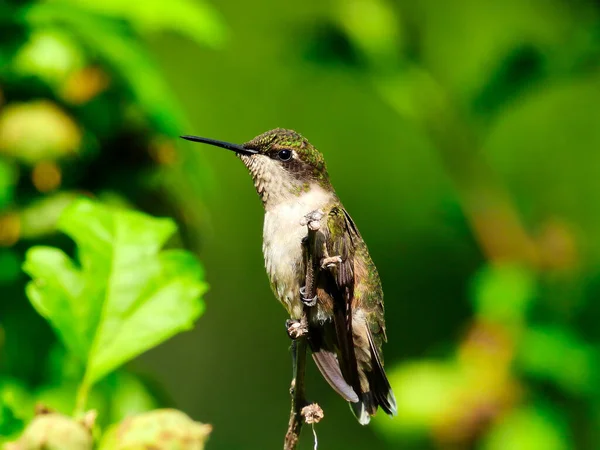 Profil Görünümünde Yakut Boğumlu Bir Sinek Kuşu Güneş Işığındaki Iridescent — Stok fotoğraf