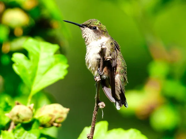 Ein Rubinroter Kolibri Großaufnahme Der Auf Einem Ast Thront Und — Stockfoto