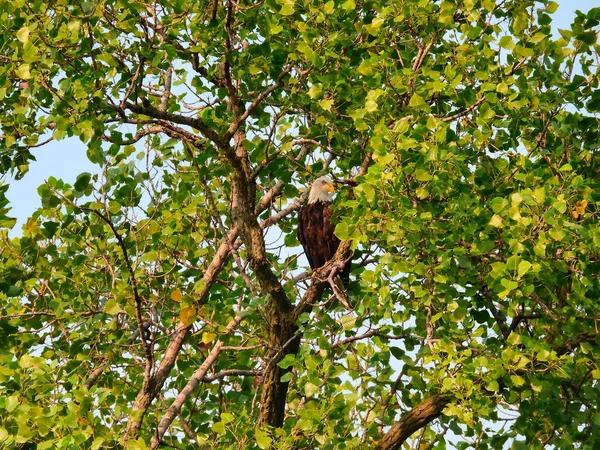 Yırtıcı Raptor 'un Kel Kartal Kuşu Yeşil Yapraklarla çevrili Ağacın tepesine tünemiş Bir Yaz Günü Mavi Gök Başı Yana Dönmüş