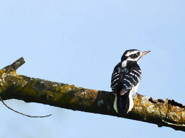 Downy Woodpecker Madár Egy Faágon Kék Égbolttal — Stock Fotó