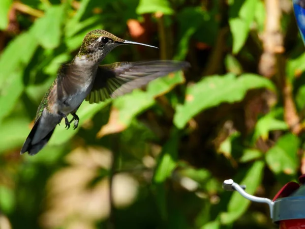 Flying Ruby Throated Hummingbird to Feeder