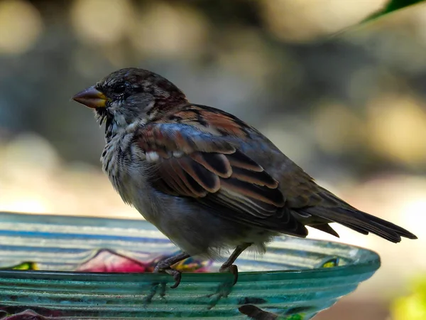 House Sparrow Bird Sits Edge Bird Bath Ceup Profile View — стоковое фото