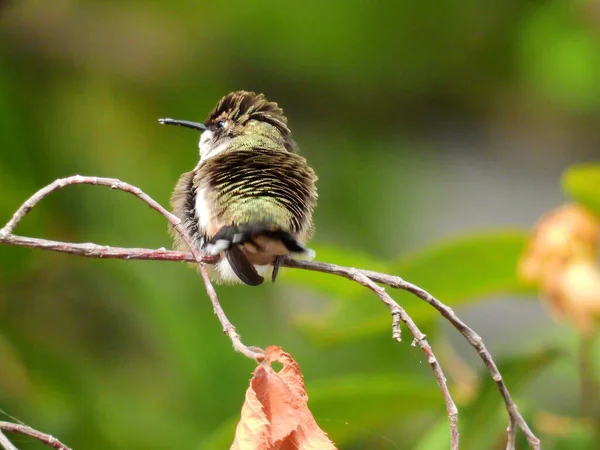 Fluffed Out Ruby Throated Колибри Сидит Ветке Дерева — стоковое фото