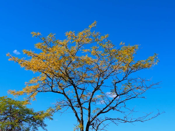 Árvore Gafanhoto Mel Com Cores Amarelas Folha Queda Com Céu — Fotografia de Stock