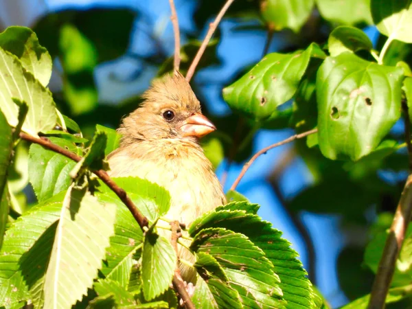 Northern Cardinal Bird Female Hiding Amongst Green Leaves Perched Tree — Stock Photo, Image