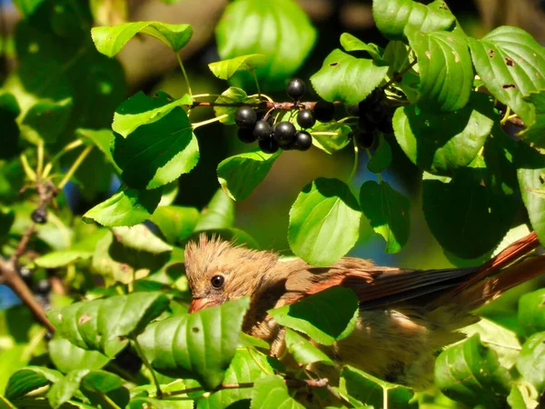 Pájaro Hembra Cardenal Del Norte Alcanza Pico Sobre Las Hojas —  Fotos de Stock