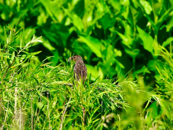 Quiscale Ailes Rouges Femelle Avec Des Insectes Dans Bouche Montre — Photo