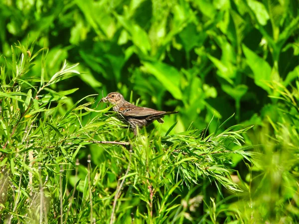 Red Winged Blackbird Stands Sideways Insect Mouth Summer Green Foliage — Stock Photo, Image