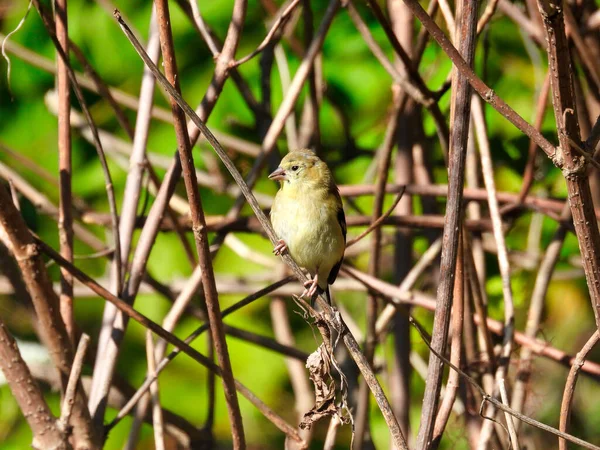 American Goldfinch Pássaro Empoleirado Entre Ramos Escova Tendo Sol Verão — Fotografia de Stock