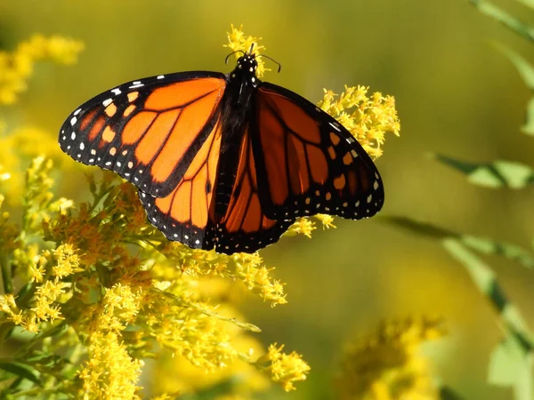 Monarch Butterfly Wings Spread and Eating a Yellow Wildflower Goldenrod Close Up, Macro, Orange and Black Wings