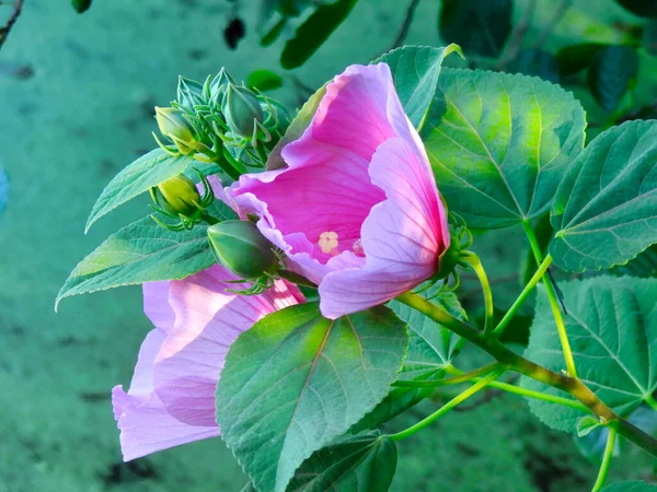 Yeşil Yapraklı Pembe Hibiscus Çiçek Kapalı Macro ve Arka planda Diğer Yeşil Fauna ve Yeşiller