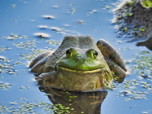 Bullfrog Senta Lagoa Algas Com Lama Pilha Fundo Reptiliano Com — Fotografia de Stock