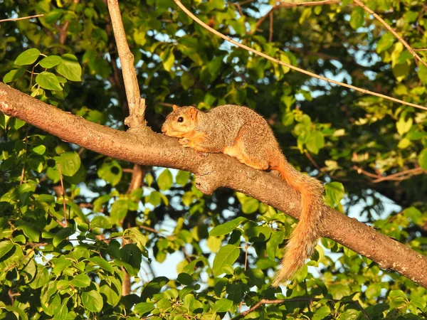 Luie Eekhoorn Ochtend Zonsopgang Zonlicht Leggend Boomtak Met Oranje Zon — Stockfoto