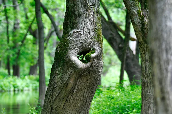 幹の横にある穴が水面に苔と小さな緑の葉を生やし 背景に樹木や葉が赤く染まります — ストック写真