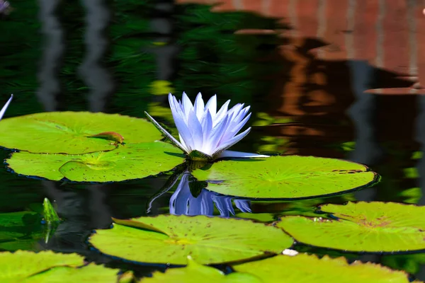 White and Blue Water Lily, Cape Lily surrounded by Green Lily Pads with Reflection in Water