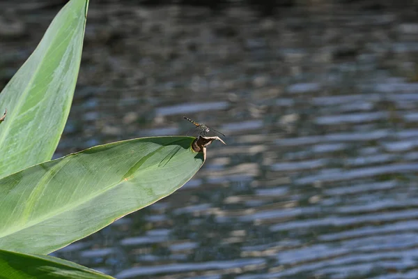 Dragonhunter Libellule Perché Sur Une Feuille Verte Avec Eau Lac — Photo