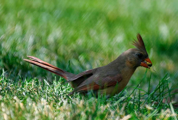 雌性北方红雀在草丛中栖息在地面上 吃着生机勃勃的橙黄色 红色和棕色羽毛的葵花籽 并在羽翼上贴上漂亮的条纹 — 图库照片