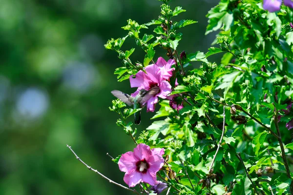 Mor bir Hibiscus çiçeğinden Nektar yiyen yakut boğazlı sinekkuşu güneşli bir günde