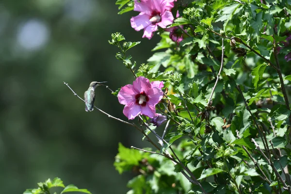 Colibri Gorge Rubis Perché Sur Rose Sharon Bush Près Fleur — Photo