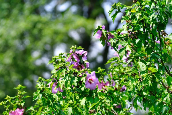 Mor başlıklı Ruby-Throated Hummingbird Çiçek İçen Nektar Güneşli bir yaz gününde