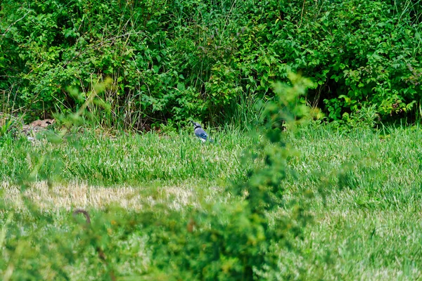 Bluejay Bird Földön Fűben Mutatja Fényes Kék Toll Körül Zöld — Stock Fotó