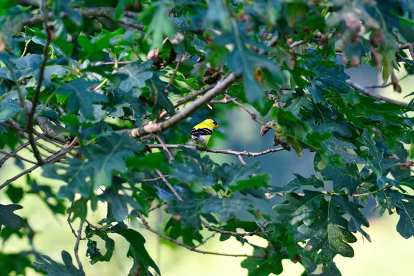 夏の日に鳥がサイドウェイ美しい黄色の鳥で覆われたアメリカのGoldfinchオスの鳥 — ストック写真