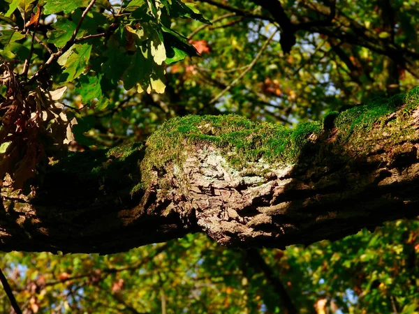 Green Moss Grows on Tree Limb of Oak Tree at Curve of Branch and Autumn Leave Colors in Blurred Background