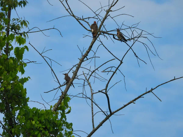 Famiglia Picchio Picchio Flicker Del Nord Uccelli Appollaiati Albero Con — Foto Stock