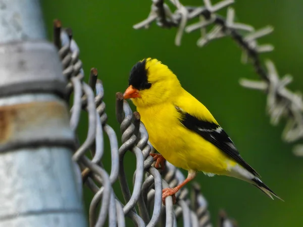 American Goldfinch Masculino Pássaro Empoleirado Cerca Com Arame Farpado Fundo — Fotografia de Stock