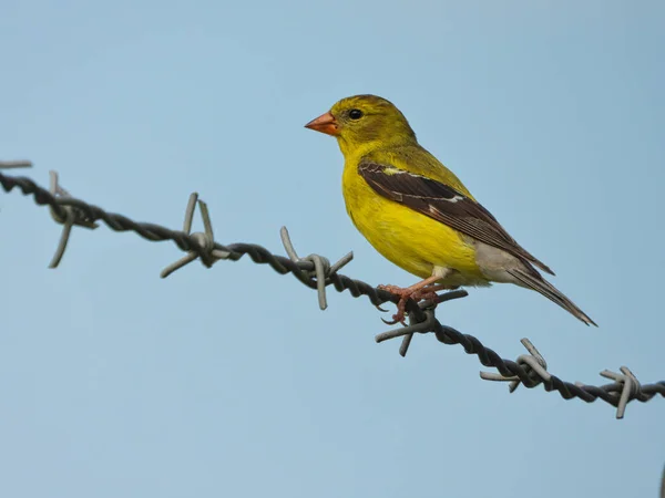 Oiseau Rouge Femelle Avec Plumes Jaune Vif Perché Sur Fil — Photo