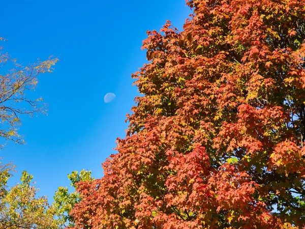 Las Hojas Árbol Arce Comienzan Ponerse Rojas Para Otoño Con — Foto de Stock