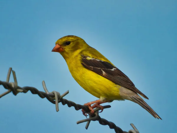 American Goldfinch Female Bird Perched Barbed Wire Fence Bright Blue — Stock Photo, Image
